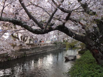 岡山の弁護士丸野法律事務所近くの西川緑道公園沿いの桜の木